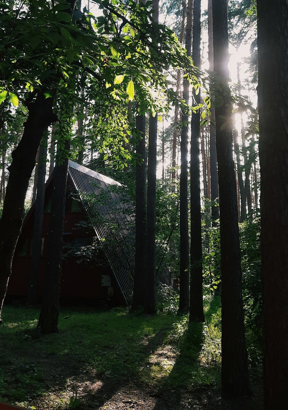 Forest hut